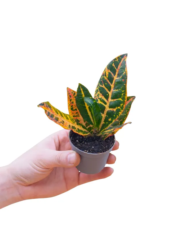 plnts-babyplnts-codiaeum-petra-wunderstrauch-zimmerpflanze-6cm-topf image 1