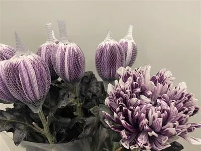 blumigo-chrysanthemen-antonov-cassis-violett-wei-schnittblume image 1