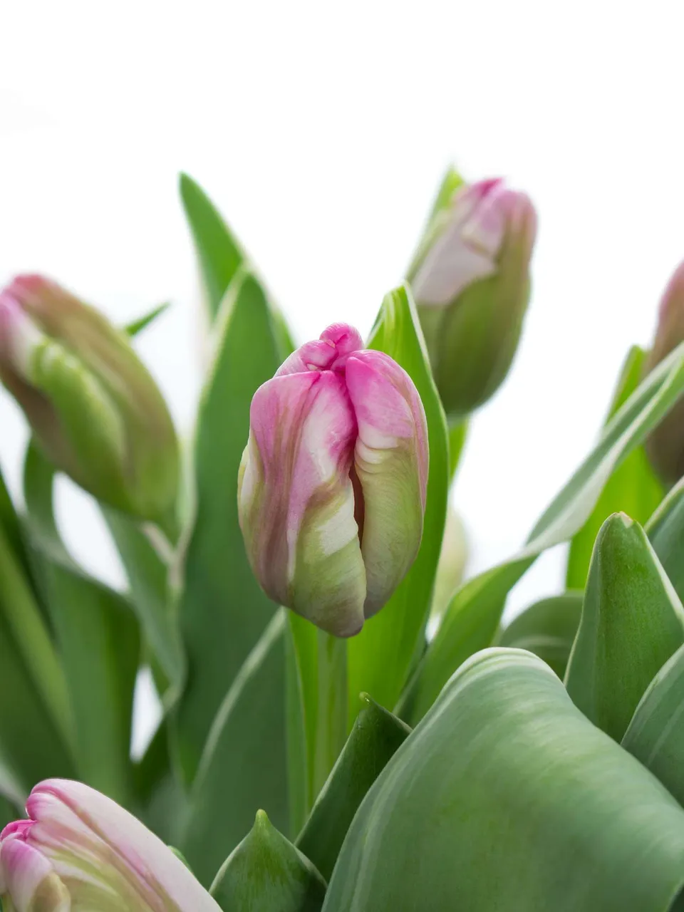 blumigo-tulpen-fresh-air-pink-schnittblumen-frisch image 1