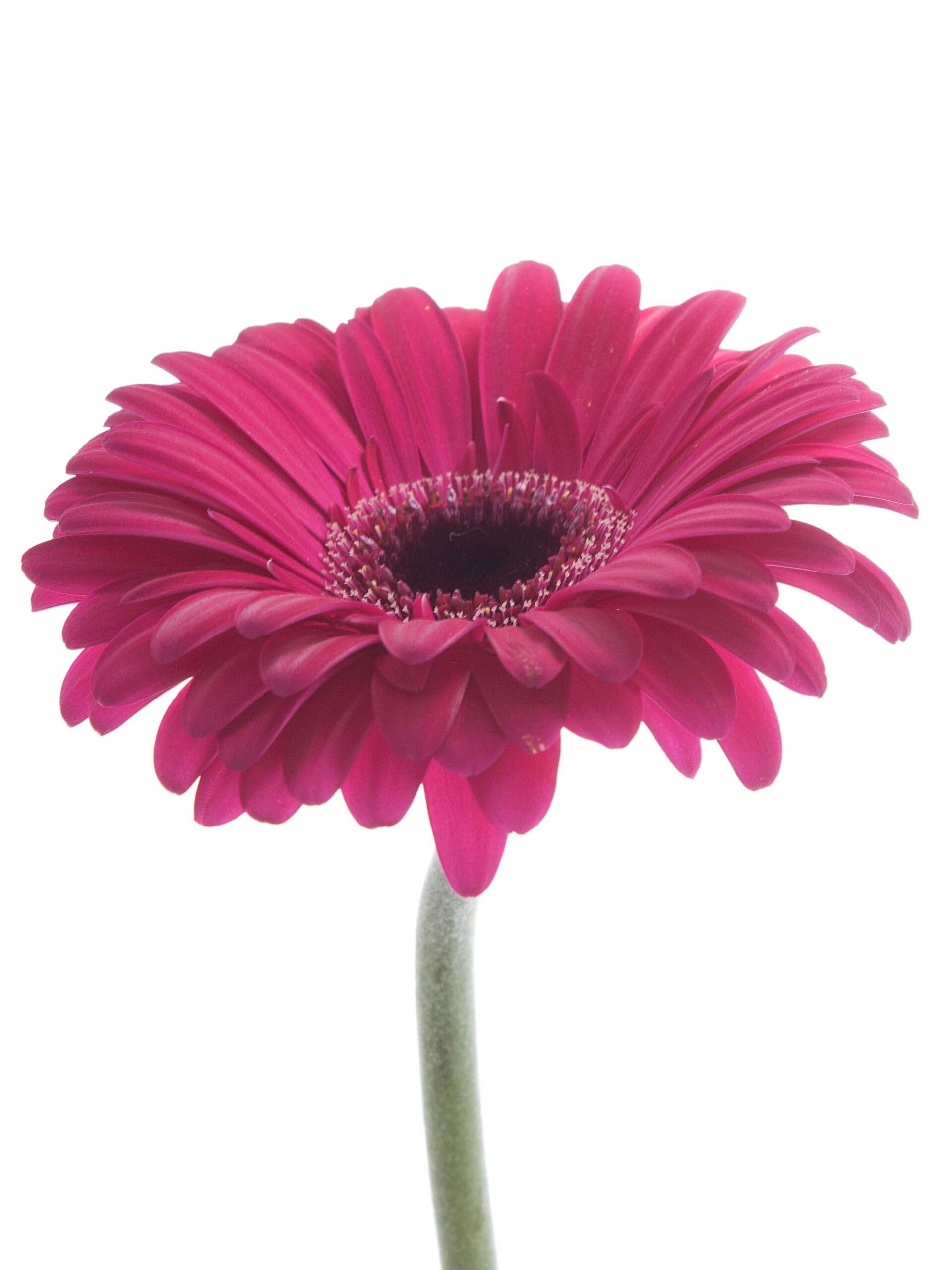 blumigo-gerbera-mini-caprice-schnittblumen-pink image 4