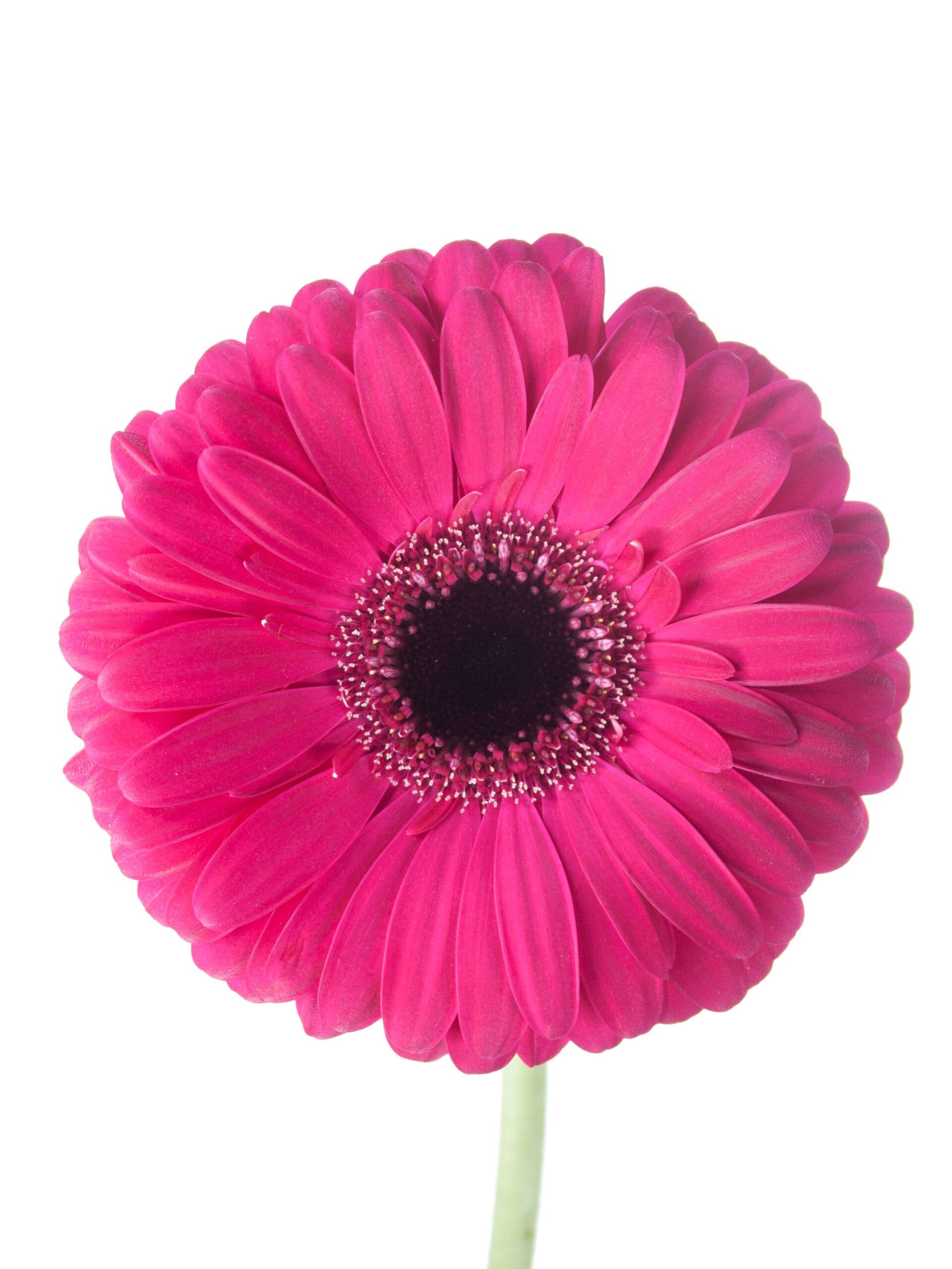blumigo-gerbera-mini-caprice-schnittblumen-pink image 2