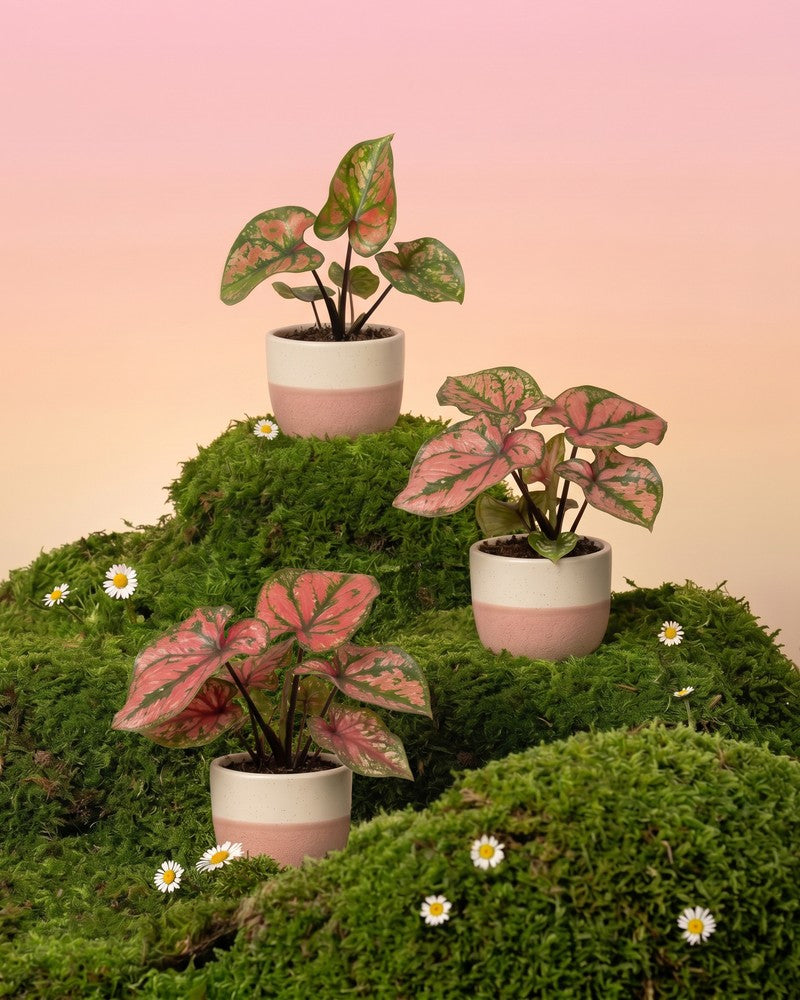 feey-variado-caladium-purple-light-zimmerpflanze-3er-set-bunt image 1