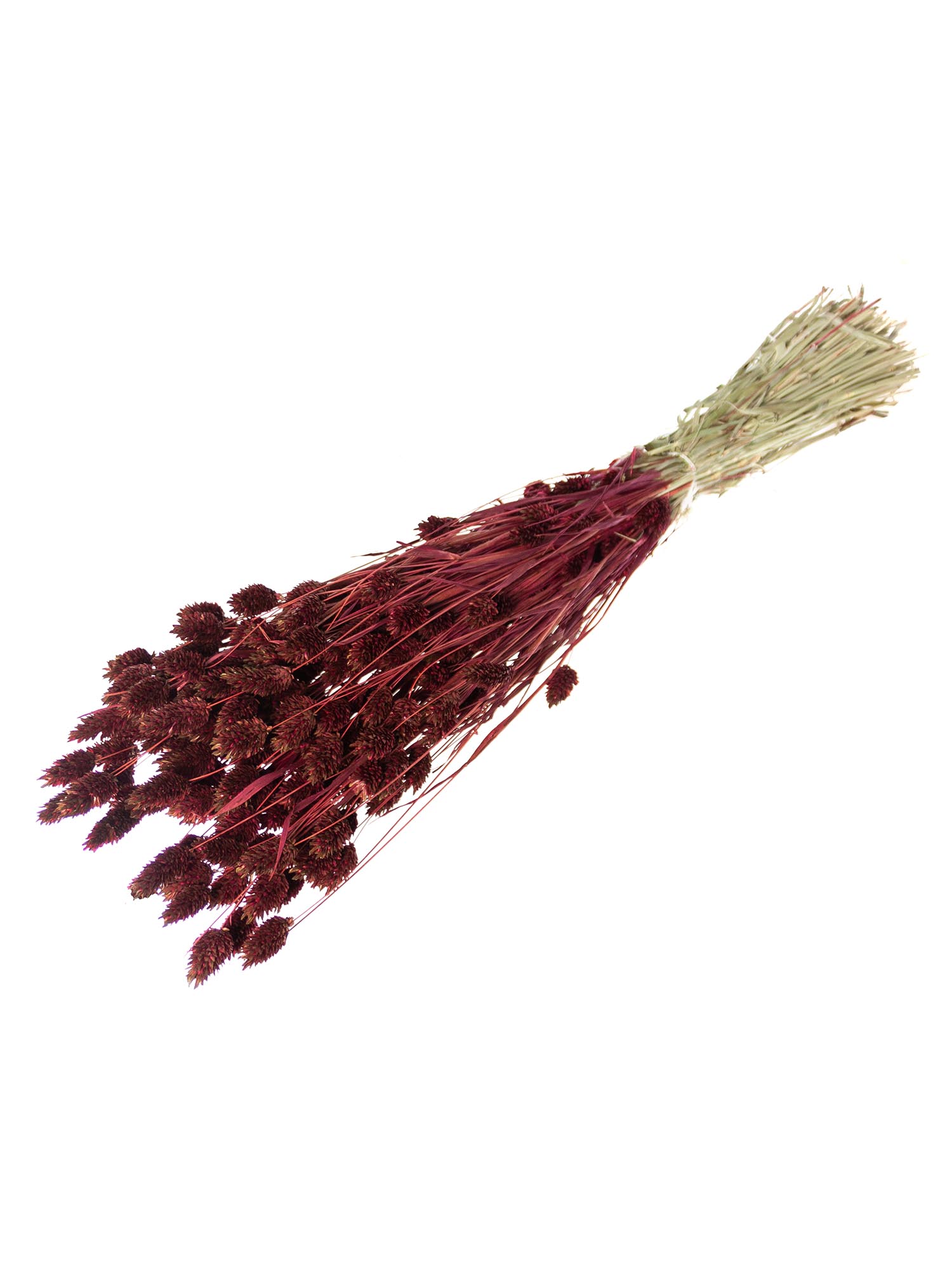 blumigo-phalaris-glanzgr-ser-trockenblumen-weinrot-getrocknet image 2