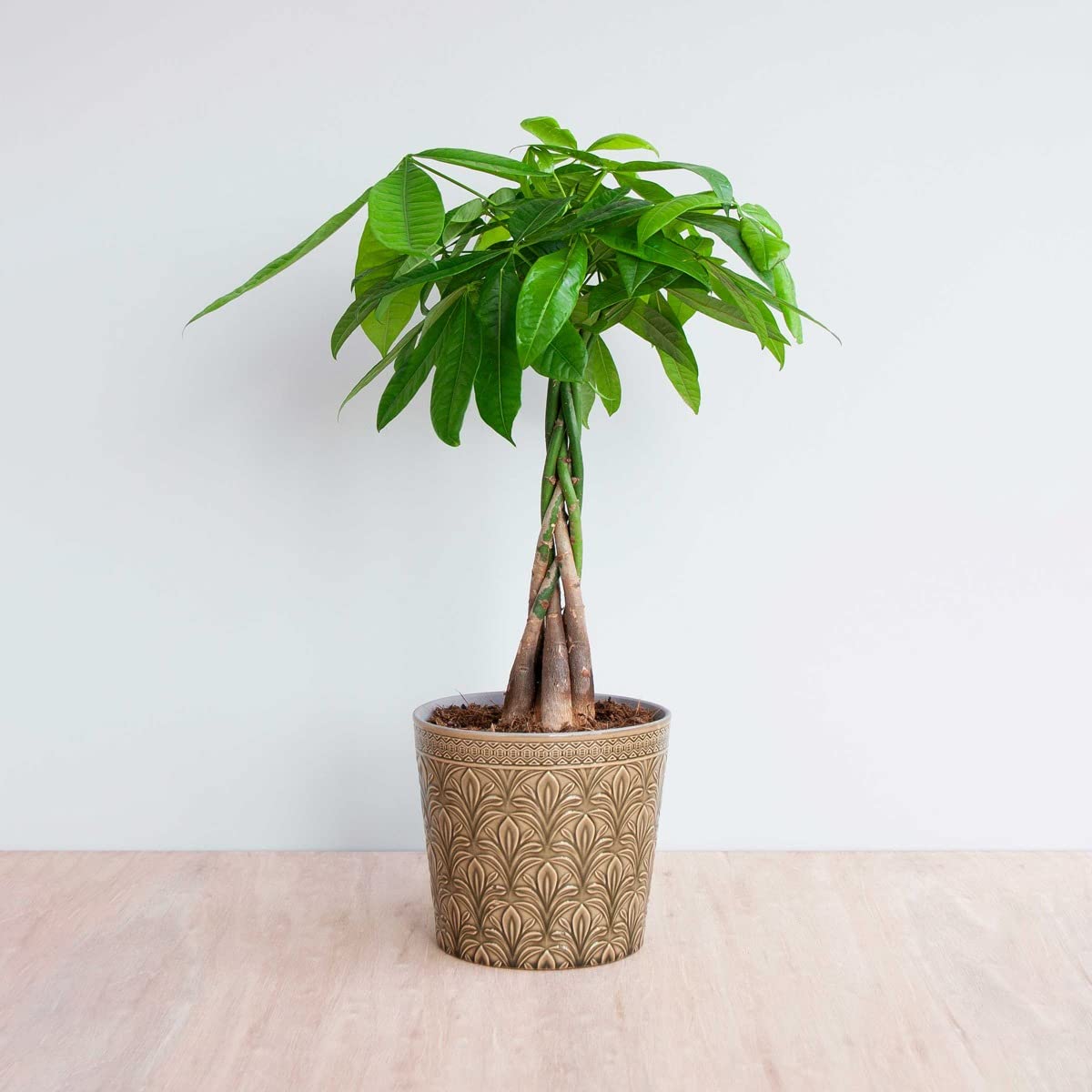 plnts-rareplnts-pachira-aquatica-zimmerpflanze-70-cm-gl-ckskastanie image 7