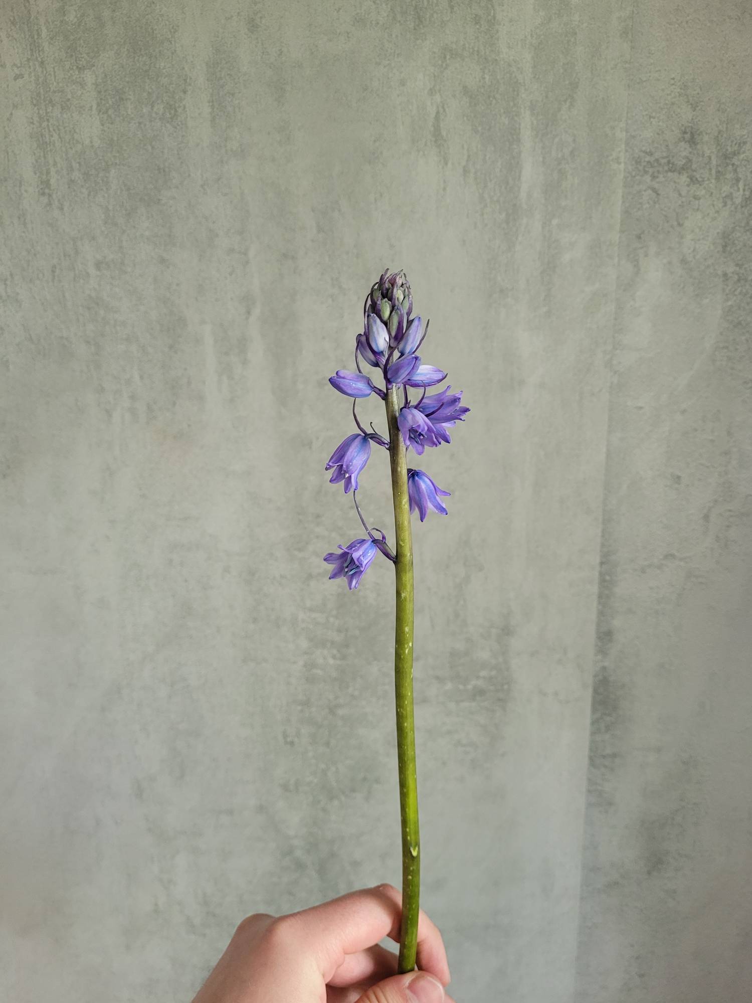 blumigo-scilla-peruanischer-blaustern-schnittblume-lila image 3