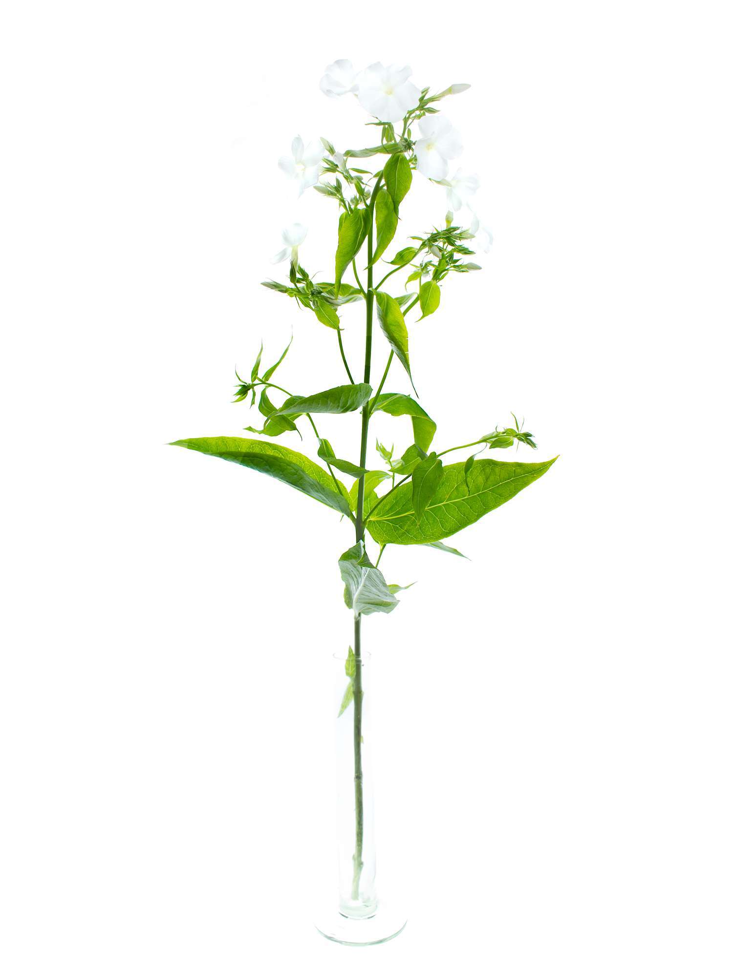 blumigo-phlox-flammenblume-schnittblume-wei-1-stiel image 3