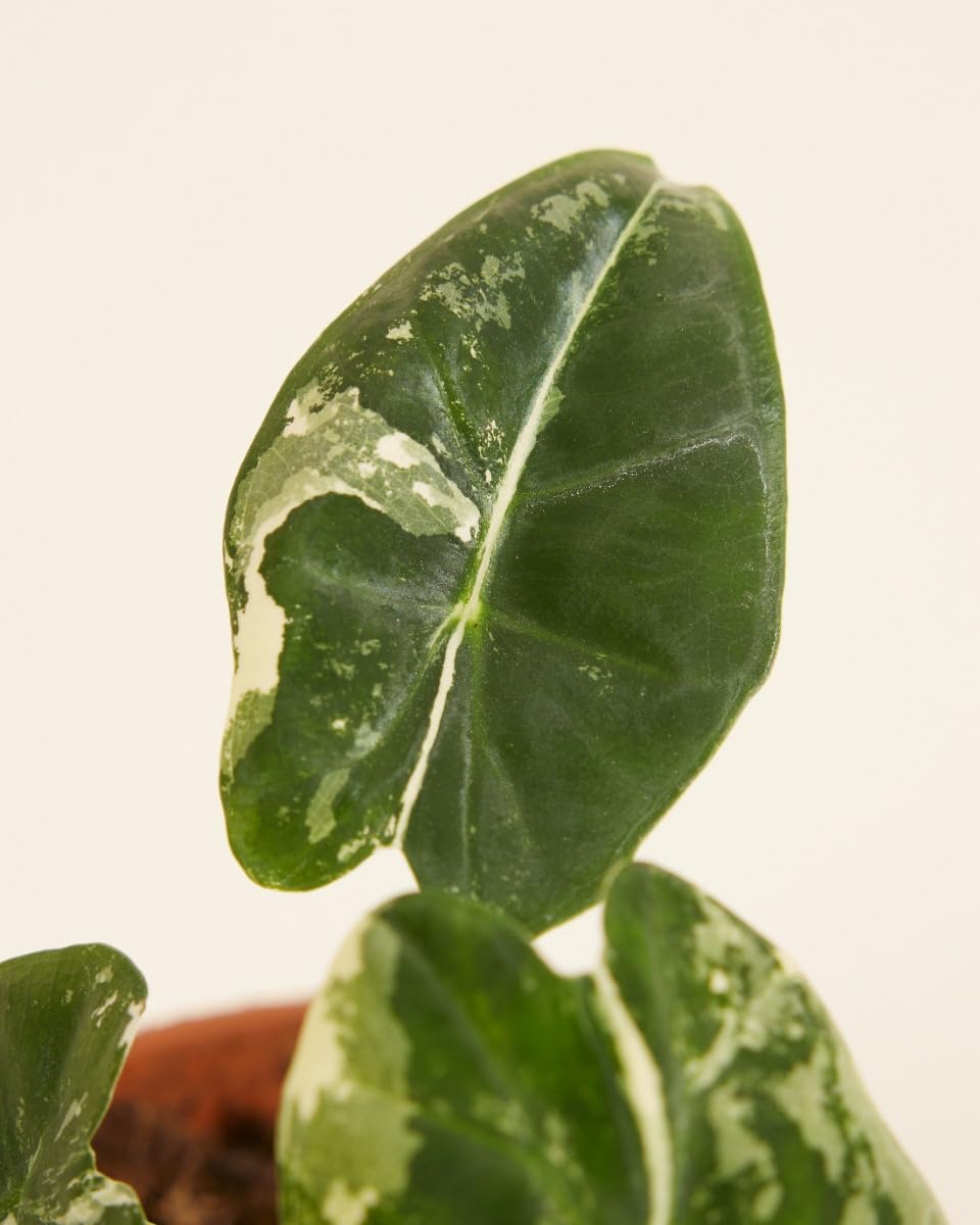 plnts-babyplnts-baby-alocasia-frydek-variegata-zimmerpflanze-12cm image 2