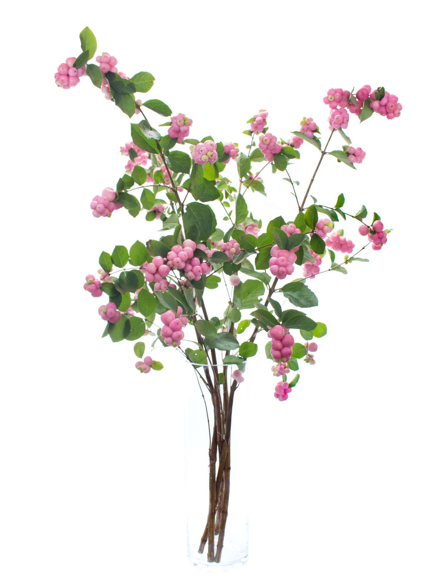 blumigo-magical-pride-schneebeeren-pink-frisches-greenery image 5