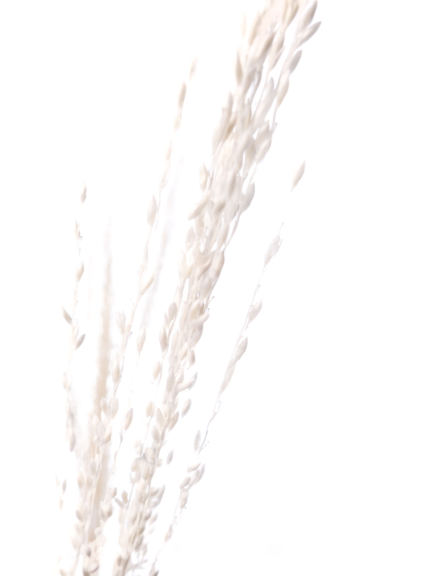 blumigo-trockenblumen-amazongras-getrocknet-wei-creme-gebleicht image 4