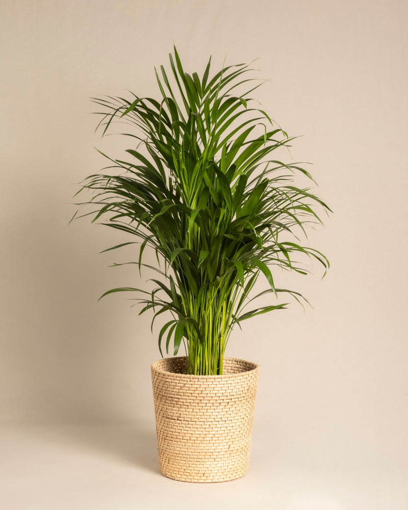 feey-variado-goldfruchtpalme-zimmerpflanze-ohne-bertopf-gross image 8