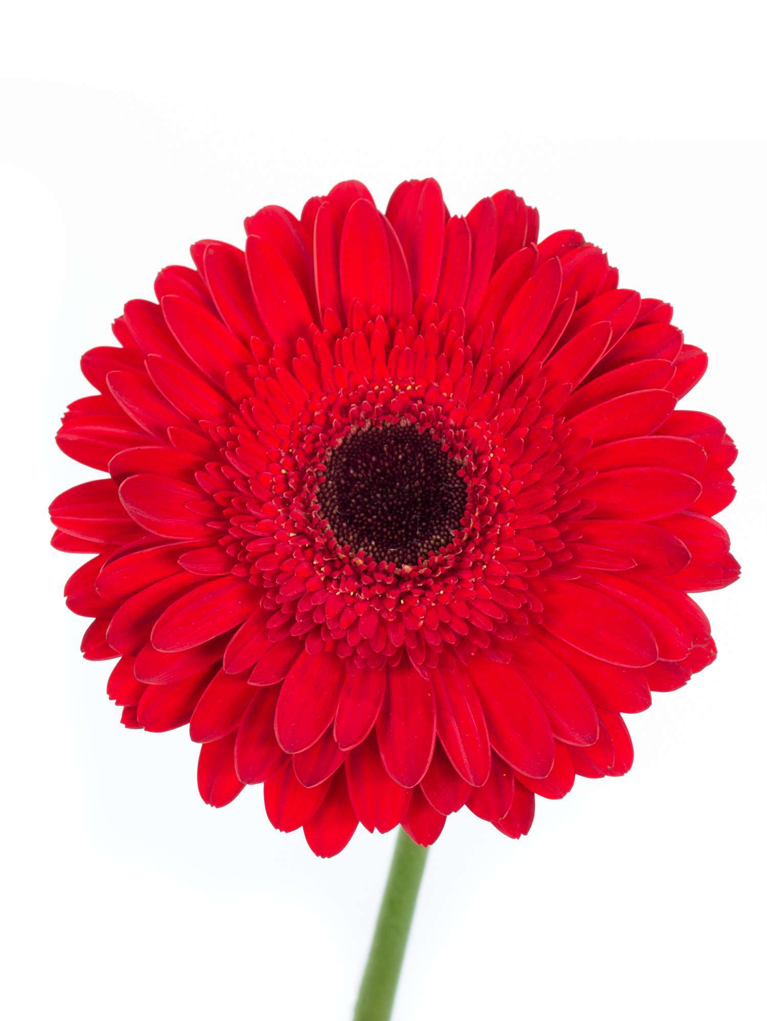 blumigo-gerbera-dynamic-rote-schnittblumen-frisch image 1