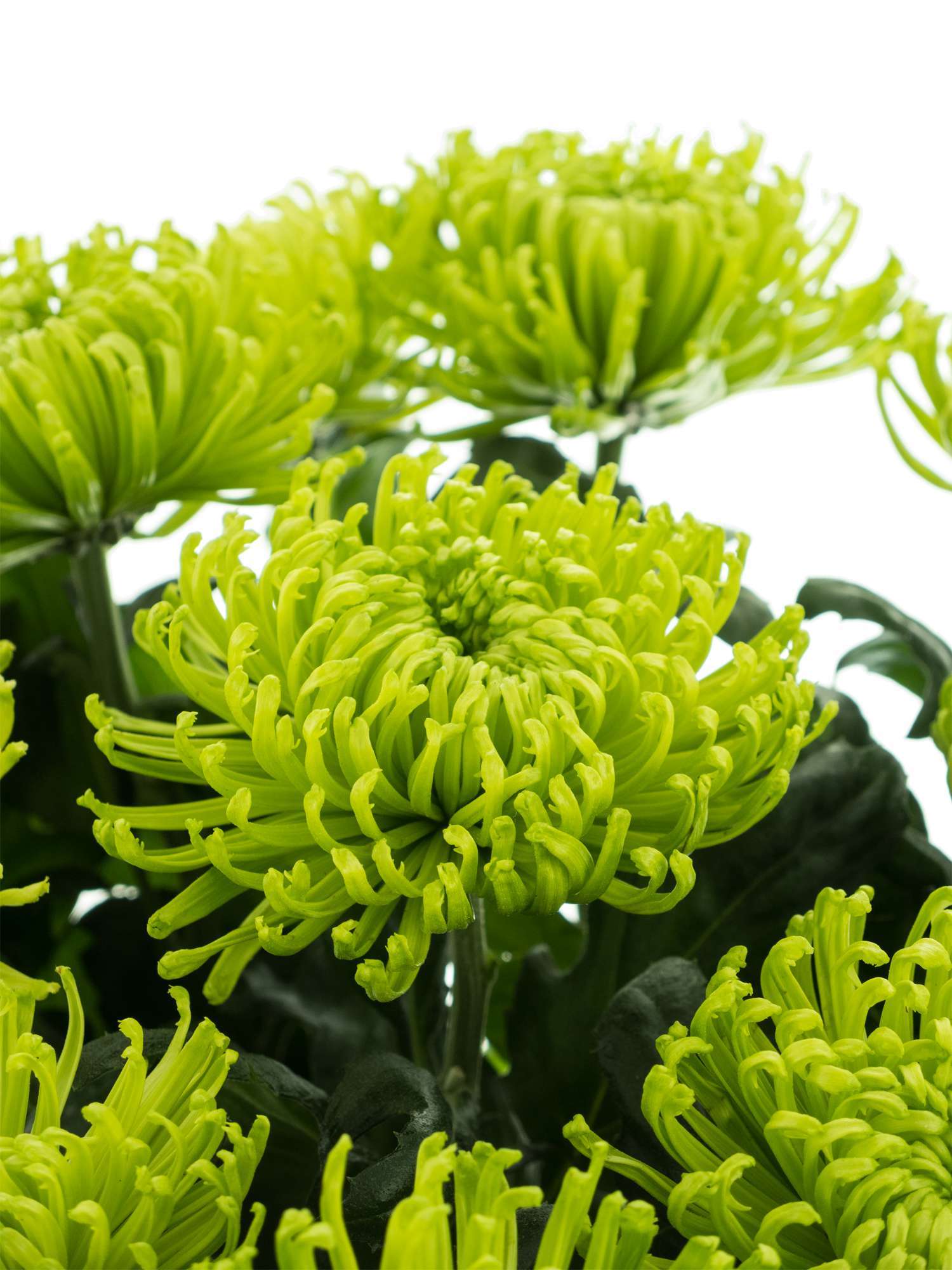 blumigo-chrysanthemen-anastasia-blume-gr-n image 1