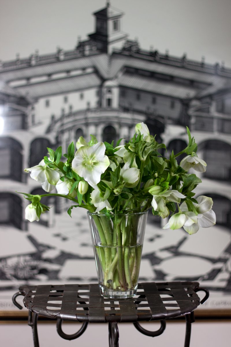 blumigo-queens-white-christrosen-wei-winterblume image 2