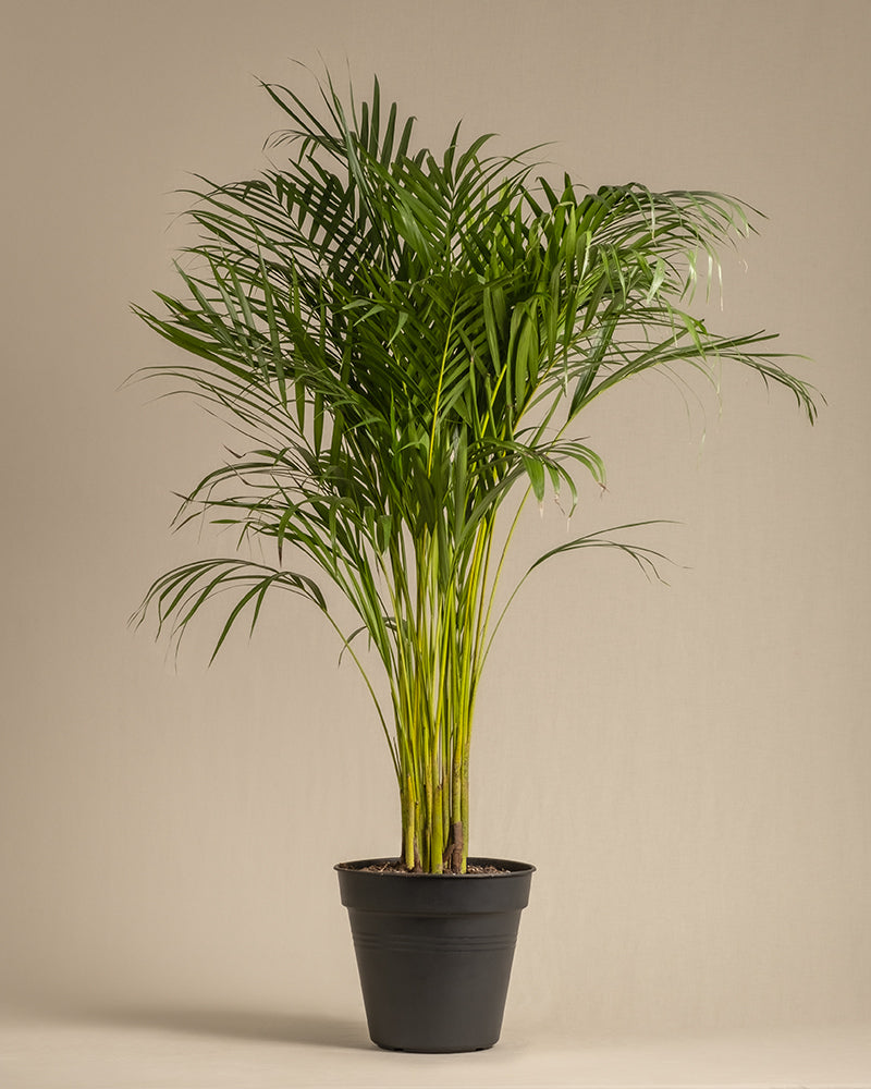 feey-variado-goldfruchtpalme-xl-zimmerpalme-ohne-bertopf image 3
