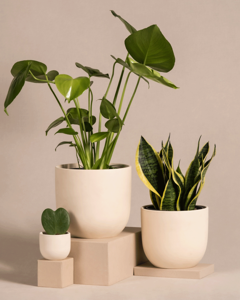 feey-bestseller-trio-pflanzenset-monstera-sansevieria-hoya-3tlg image 6