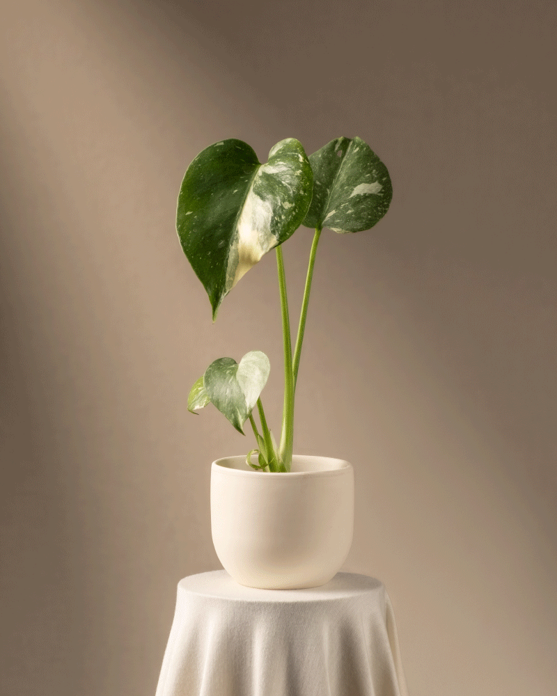 feey-variado-monstera-thai-constellation-babypflanze-panaschiert-ohne-bertopf image 6