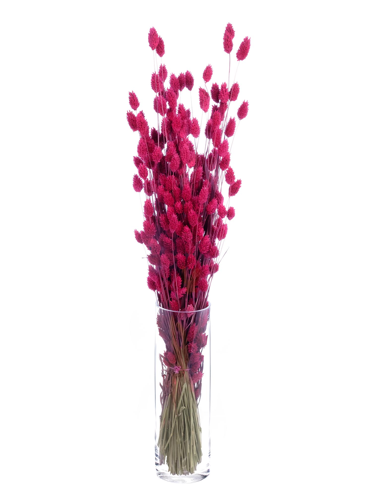 blumigo-trockenblumen-phalaris-glanzgr-ser-pink-getrocknet image 2