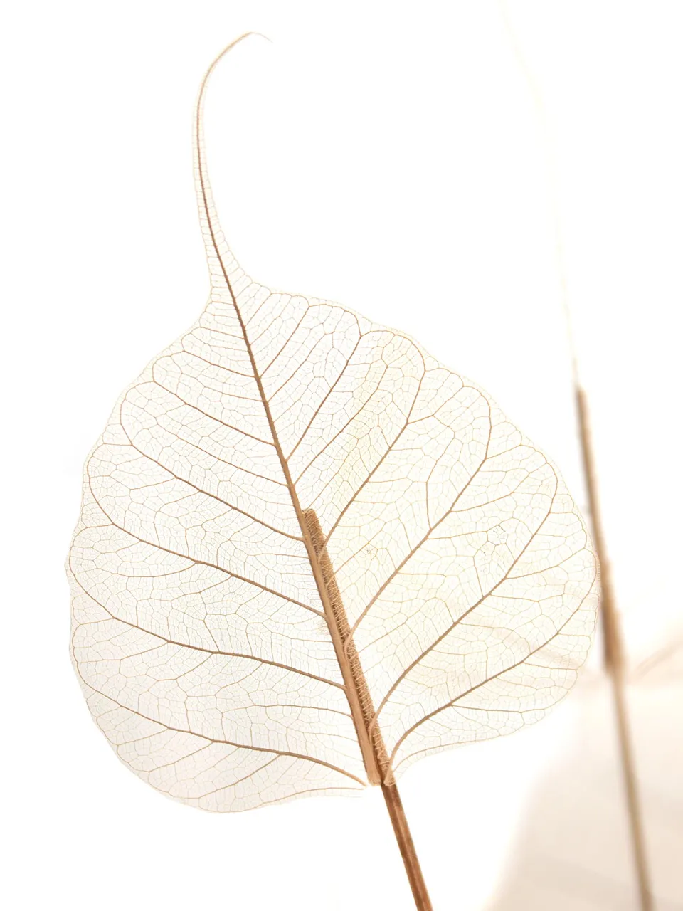 blumigo-trockenblumen-skelletierte-bl-tter-getrocknet-creme-braun image 1