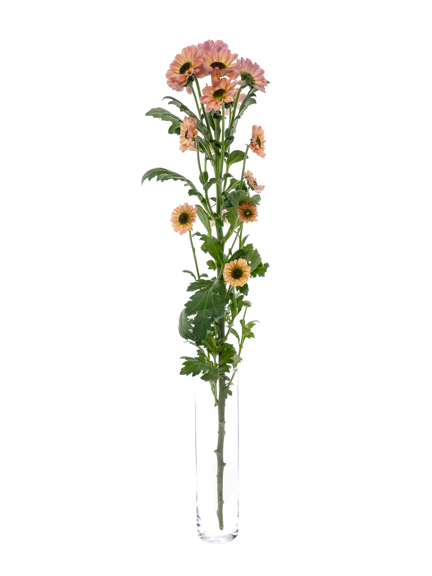 blumigo-chrysanthemen-santini-ying-yang-smokey-apricot image 3