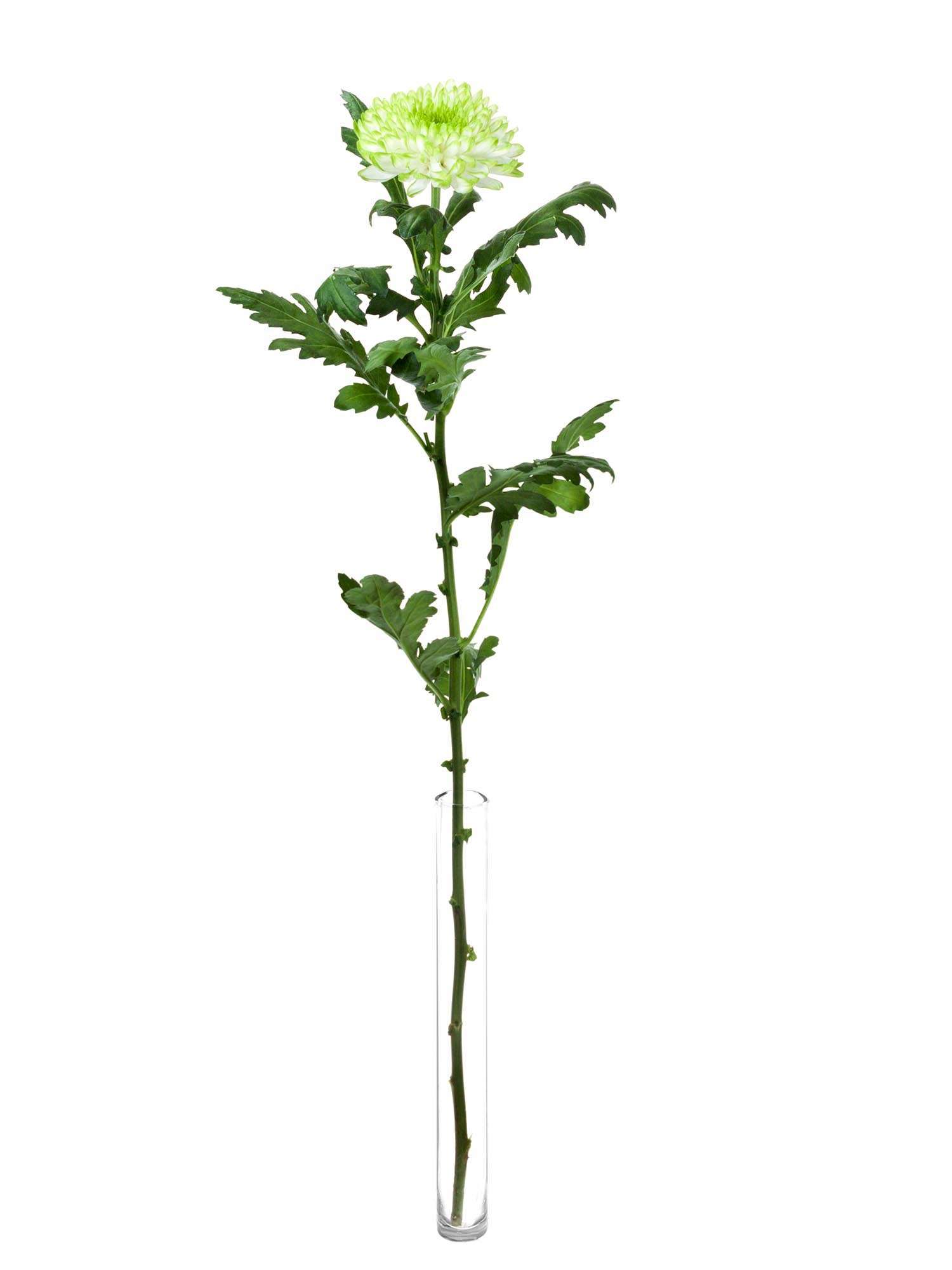 blumigo-chrysanthemen-zembla-lime-schnittblumen-gr-n-wei image 3