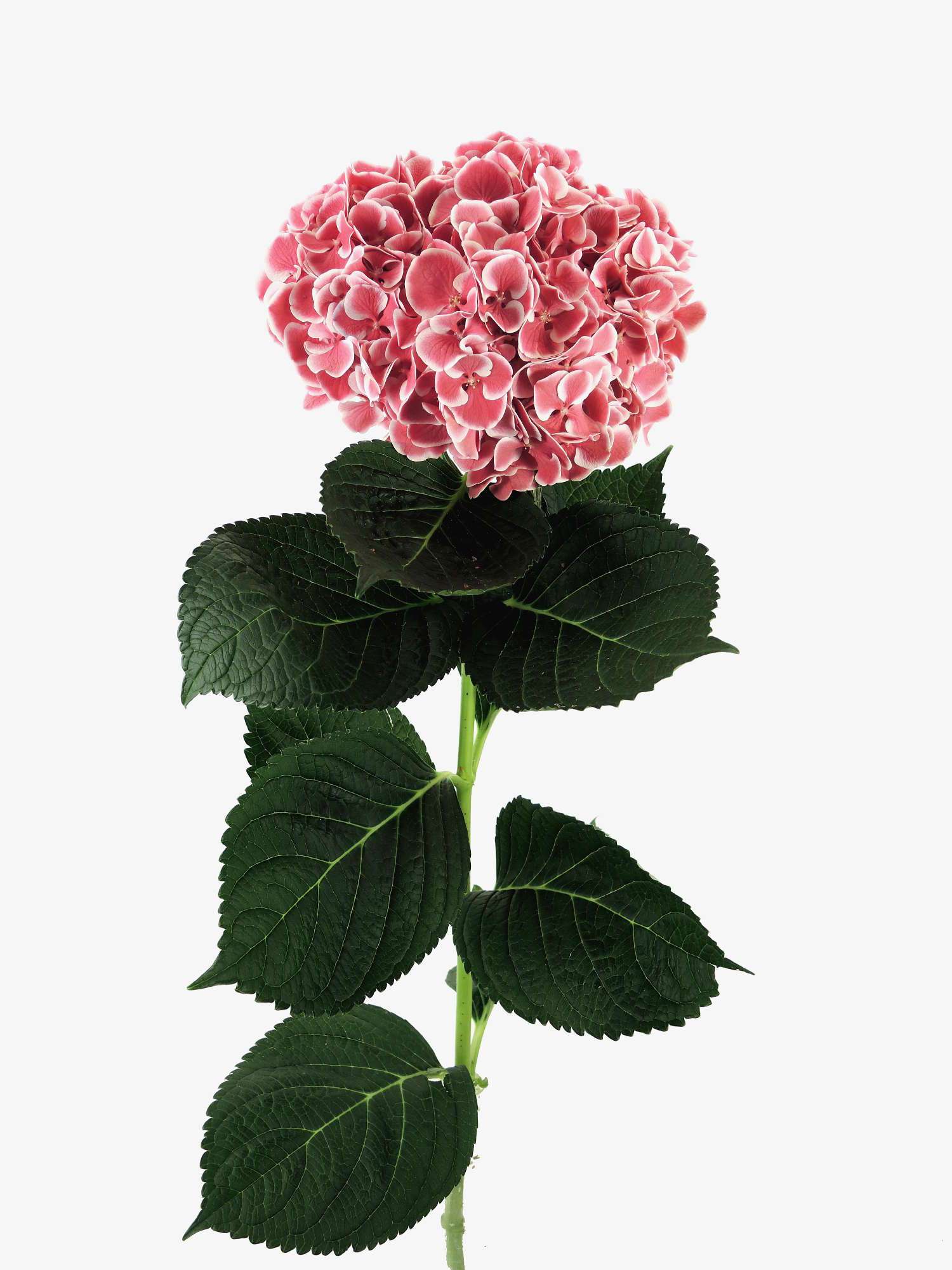 blumigo-hortensie-magical-red-harlekijn-rosa-wei-stiel image 2