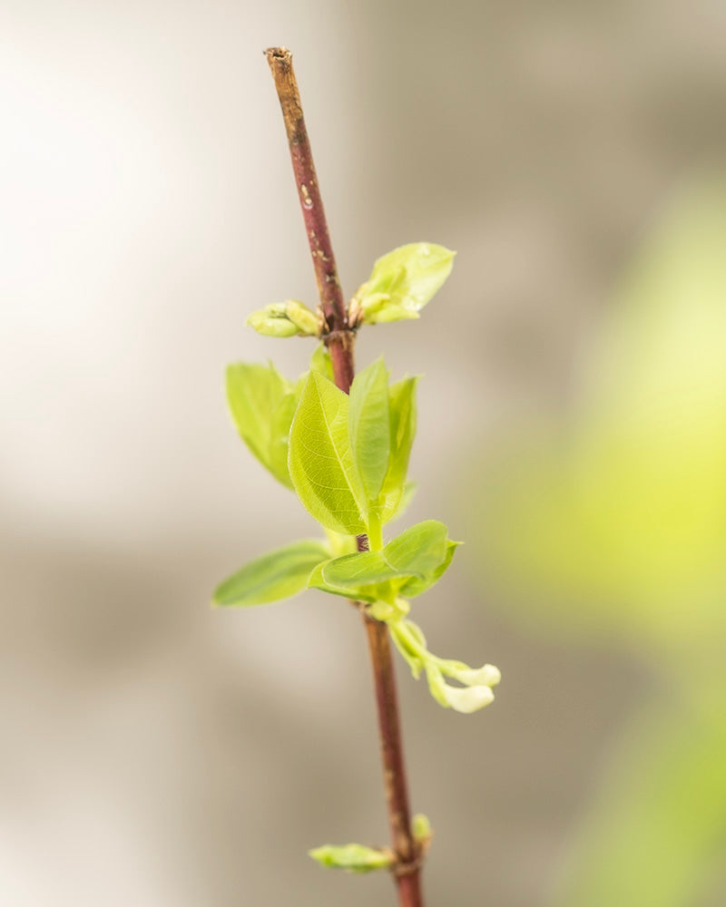 feey-amsterdam-lonicera-purpusii-winterduft-heckenkirsche-strauch image 8