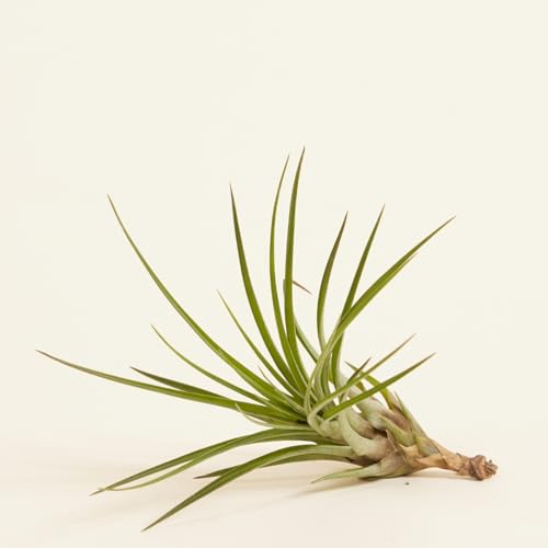 plnts-babyplnts-tillandsia-melanocrater-luftpflanze-10-cm image 7