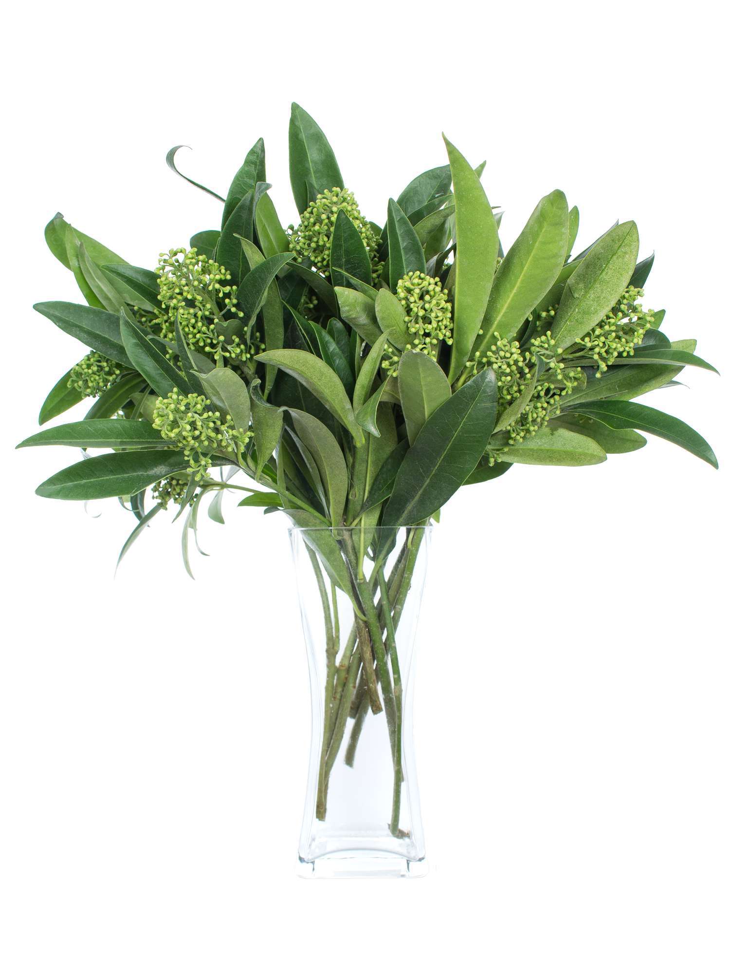 blumigo-exklusives-greenery-skimmia-kew-green-gr-n image 2