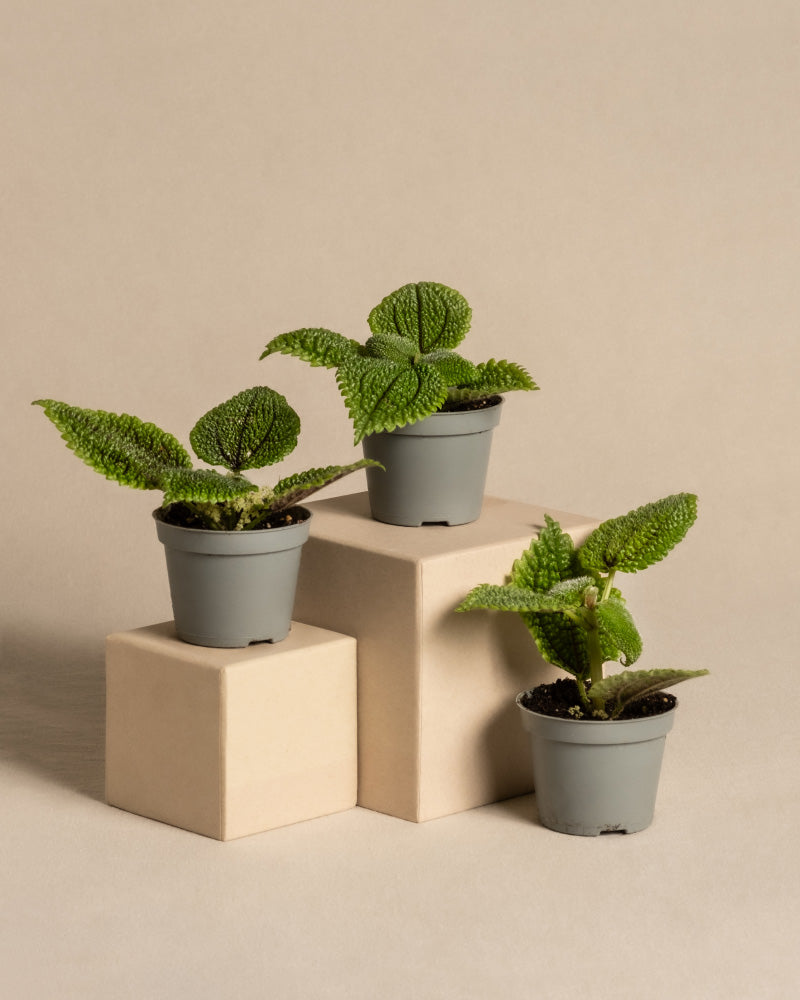 feey-variado-pilea-moon-valley-trio-babypflanze-ohne-bertopf image 3