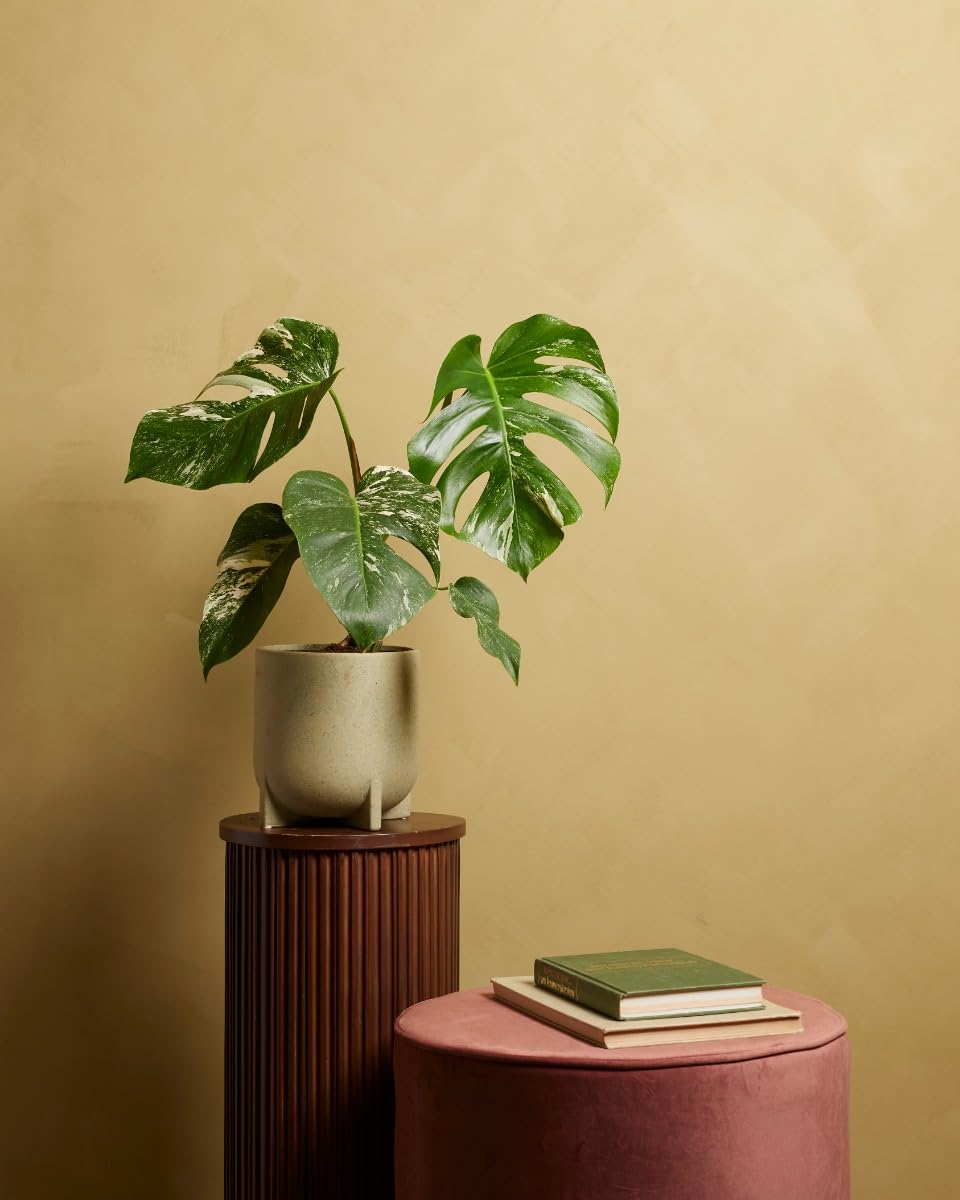 plnts-rareplnts-monstera-deliciosa-variegata-fensterblatt-40cm image 6