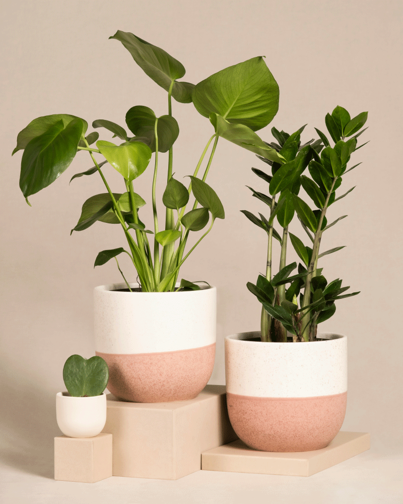 feey-variado-trio-infernale-pflanzenset-monstera-3-pflanzen image 4