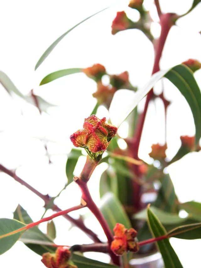 blumigo-eukalyptus-fruchtst-nde-kardinale-bund-orange-gr-n image 1
