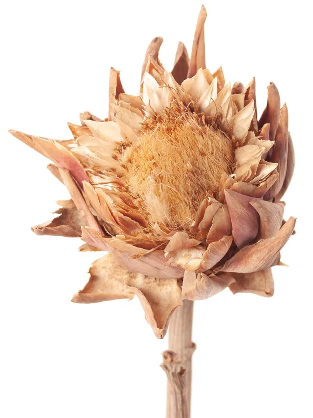 blumigo-artischocken-getrocknet-natur-trockenblumen image 1