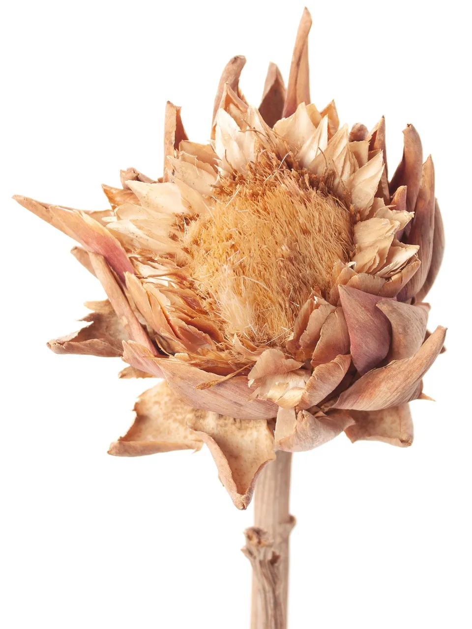 blumigo-artischocken-getrocknet-natur-trockenblumen image 1