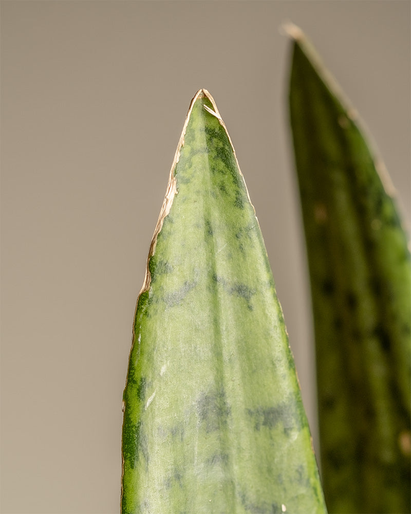 feey-variado-sansevieria-zeylanica-zimmerpflanze-gro-gr-n image 7