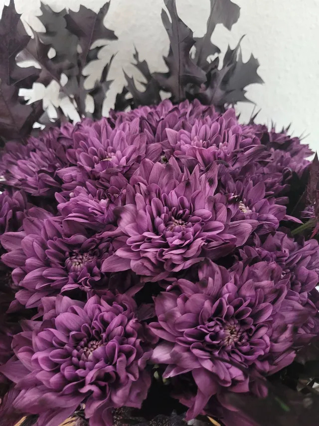 blumigo-chrysanthemen-baltica-cassis-dunkelviolett-blume image 1