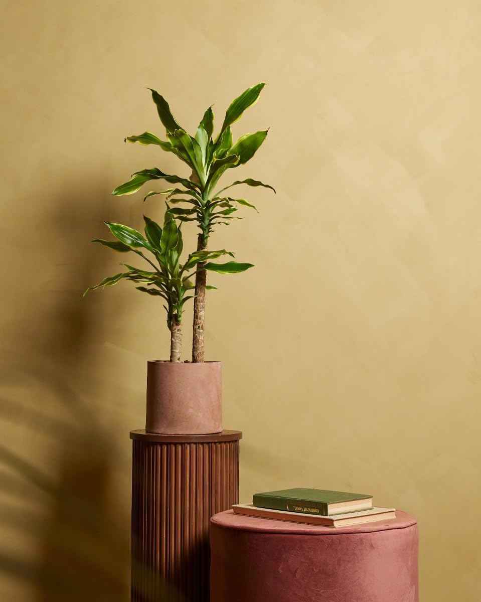 plnts-rareplnts-dracaena-goldencoast-zimmerpflanze-60-cm image 6
