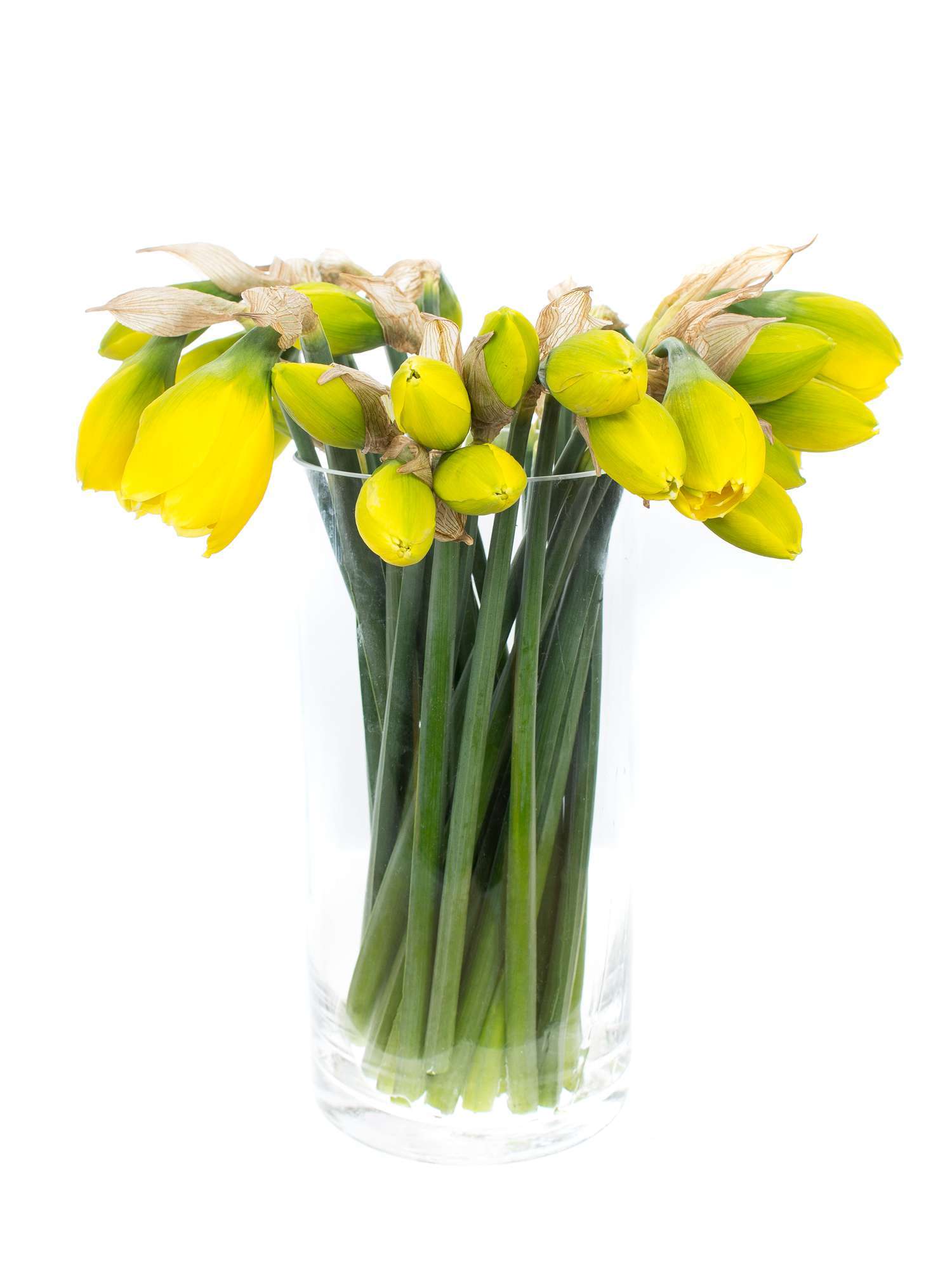 blumigo-fr-hlingsknollen-narzissen-dick-wilden-gelb-gef-llt image 2
