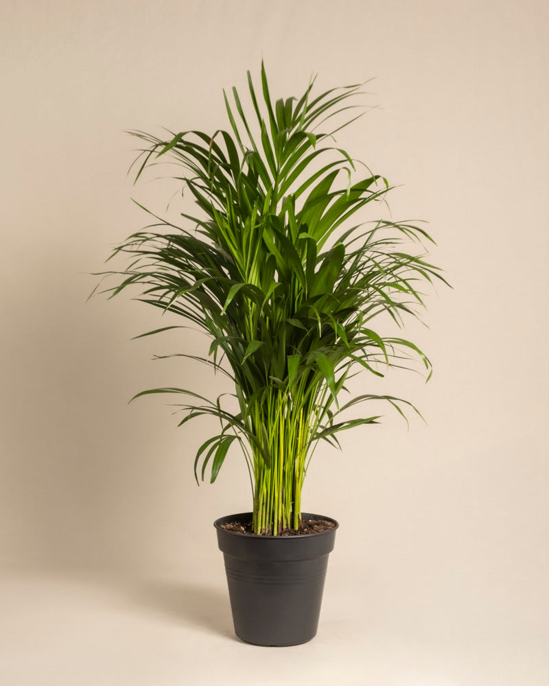 feey-variado-goldfruchtpalme-zimmerpflanze-ohne-bertopf-gross image 3