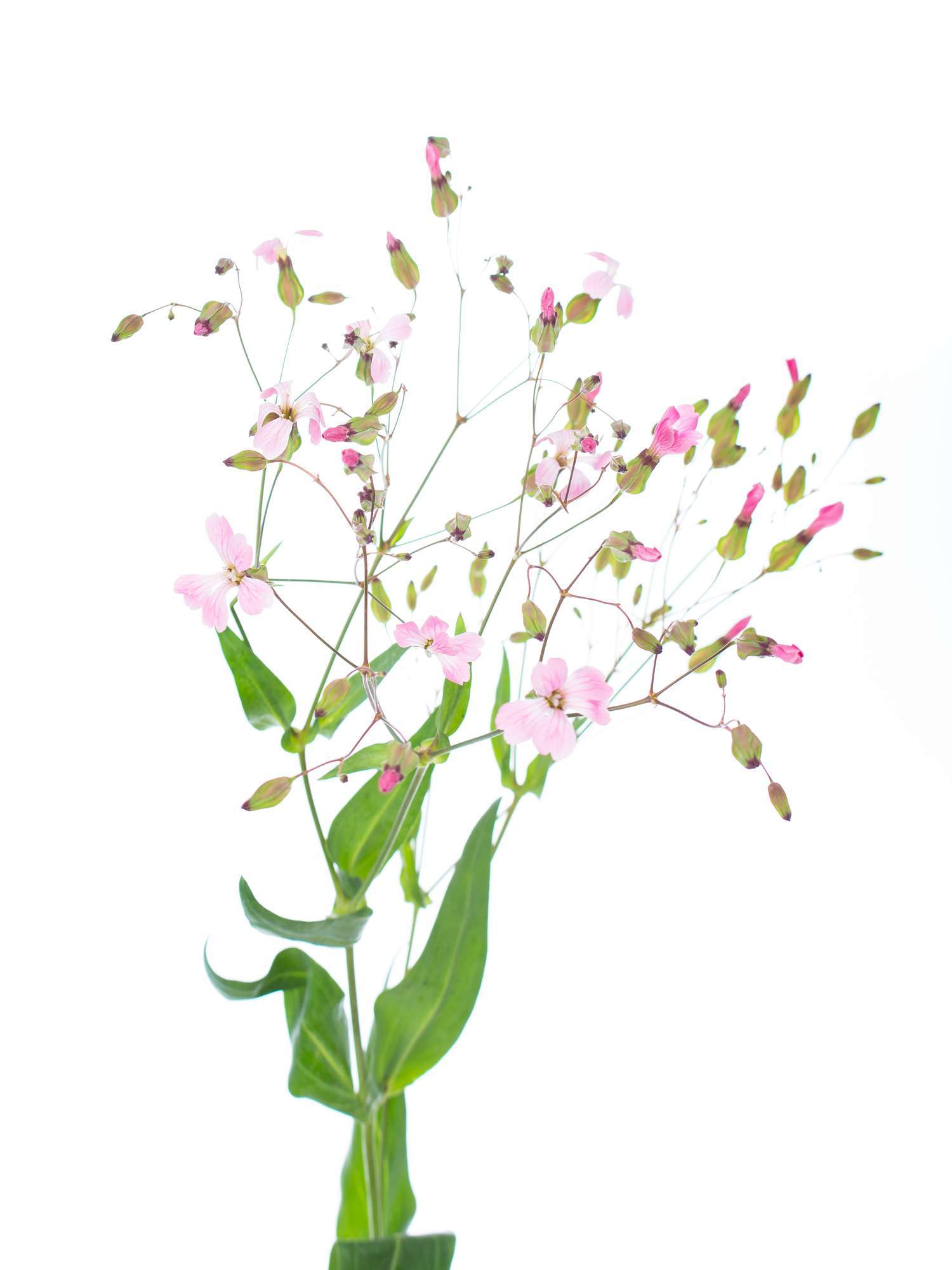 blumigo-blattwerk-saponaria-seifenkraut-schnittblume-rosa image 4