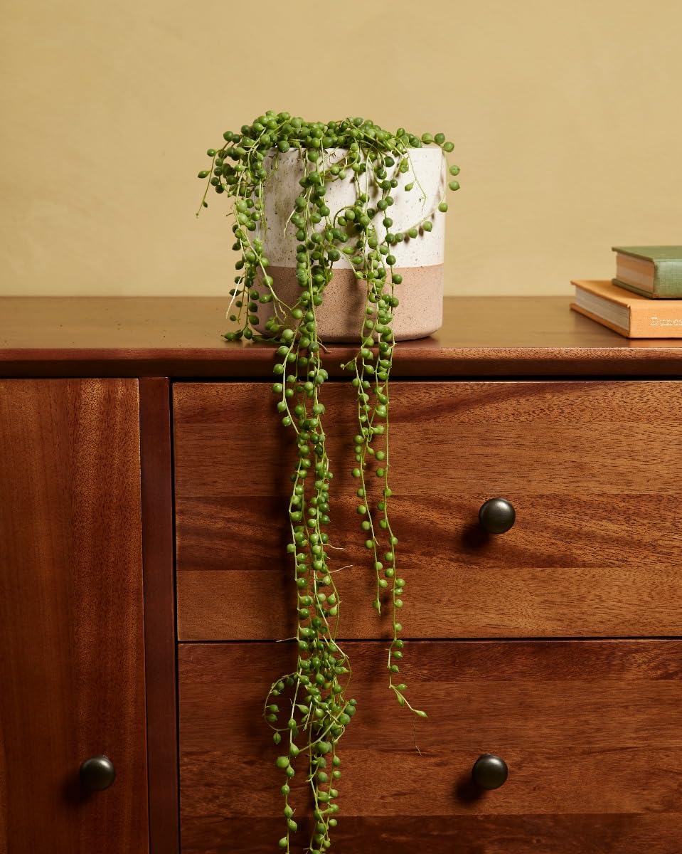 plnts-rareplnts-senecio-rowleyanus-h-ngepflanze-20cm-perlenschnur image 2