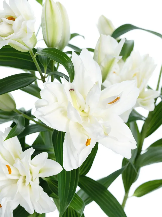 blumigo-snowboard-lilie-wei-gef-llt-frische-schnittblume image 1