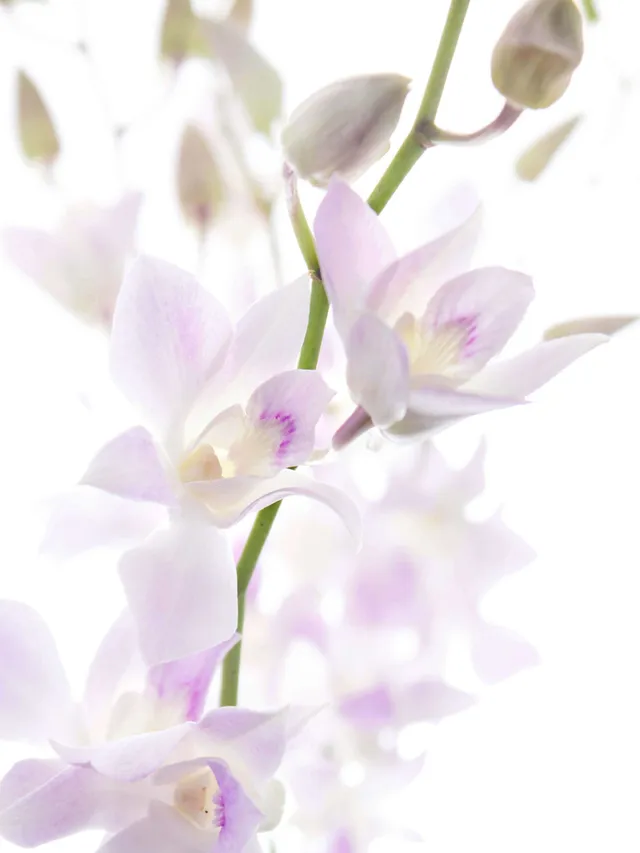 blumigo-bindegr-n-dendrobium-orchidee-wei-rosa-stiel image 1