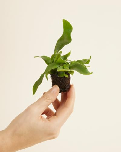 plnts-babyplnts-platycerium-bifurcatum-geweihfarn-10cm image 8