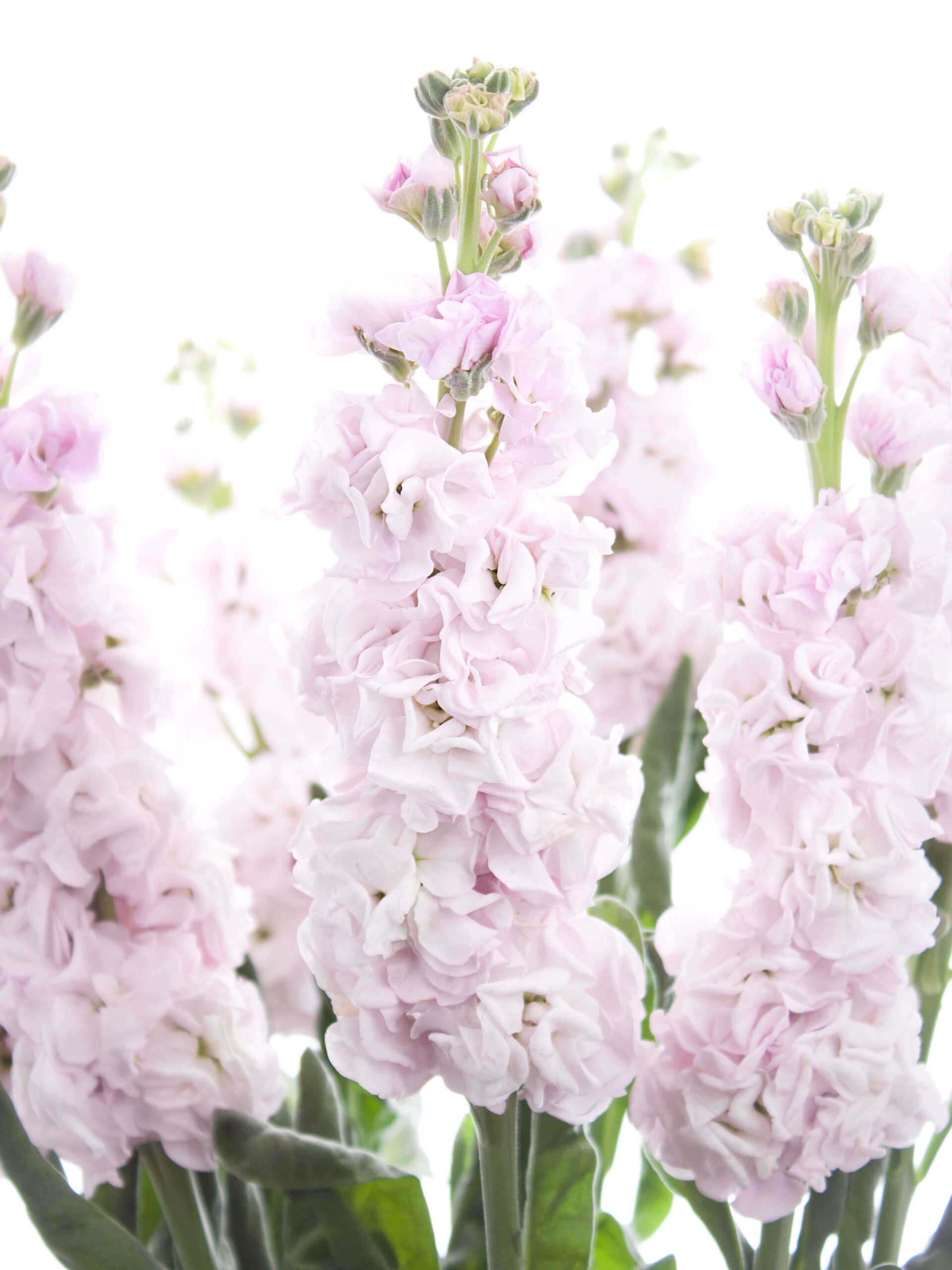blumigo-levkojen-xl-levkoje-rosa-duftend image 1