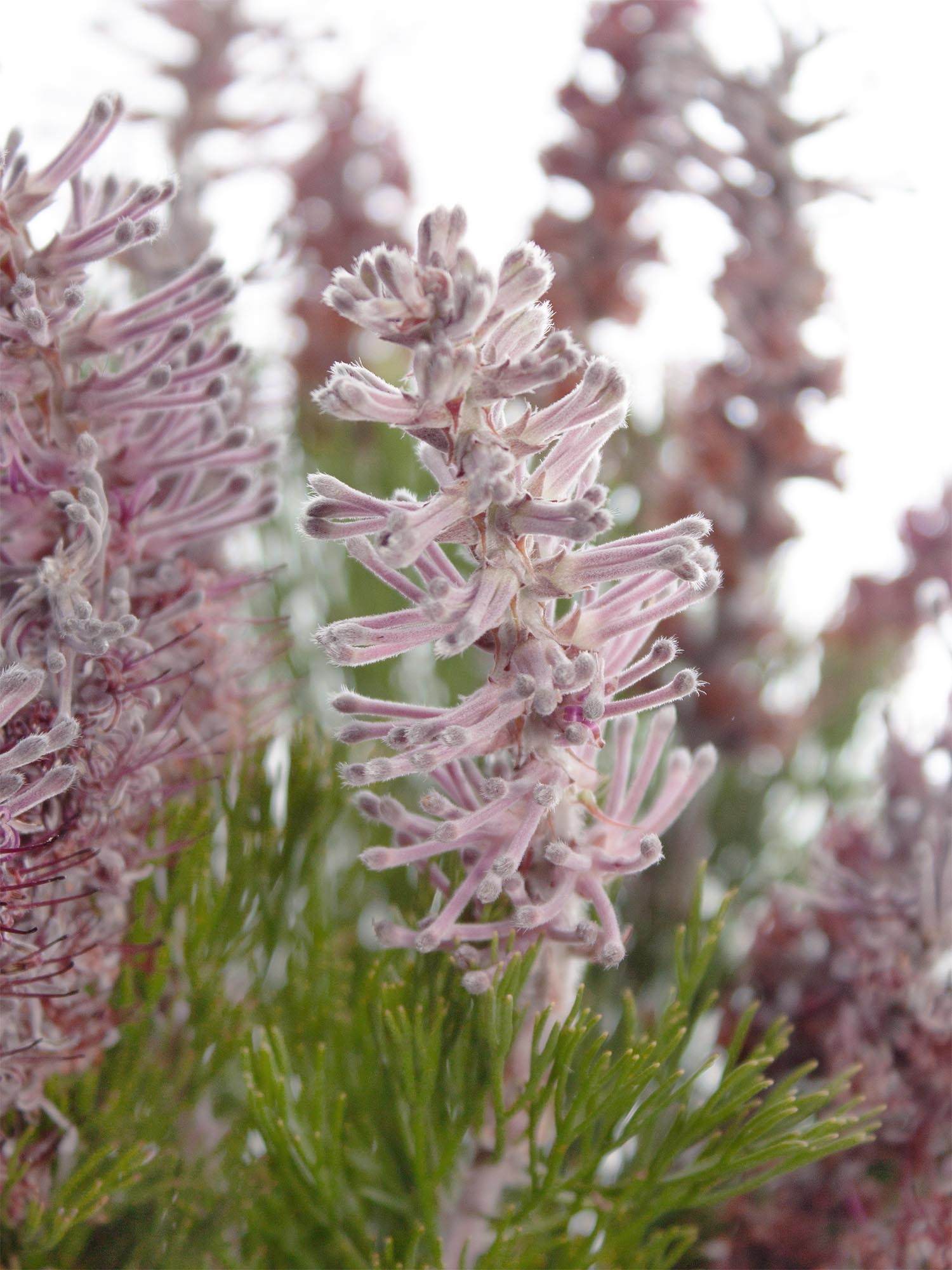blumigo-proteen-paranomus-dispersus-schnittblume-violett-grau image 4