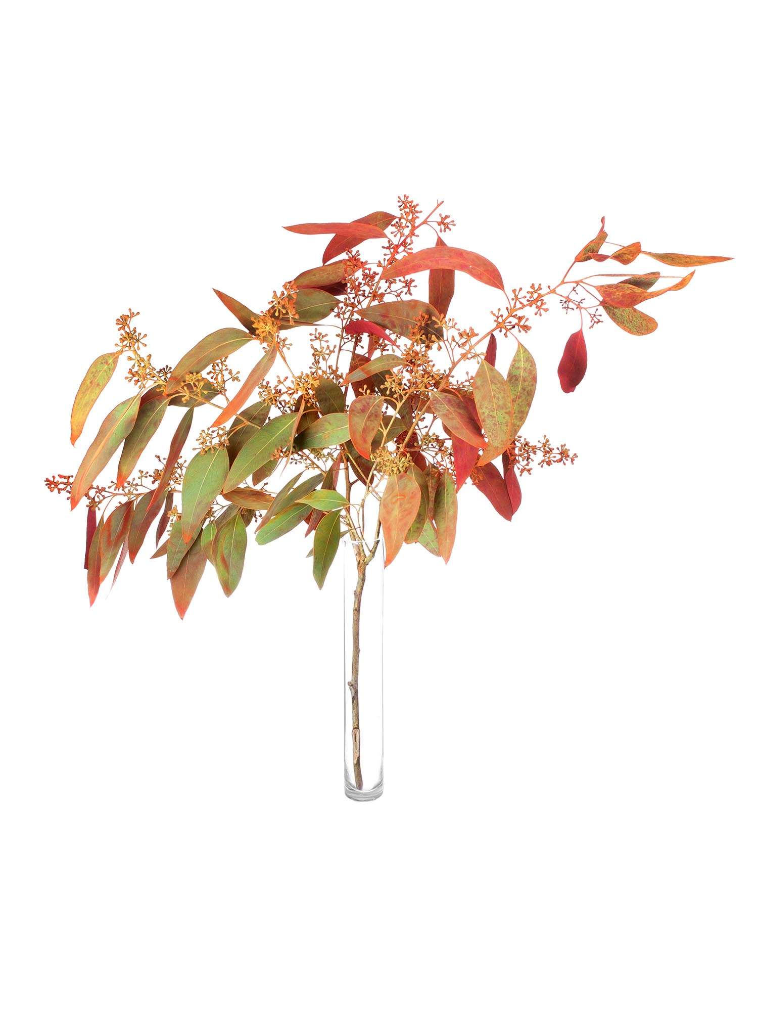blumigo-eukalyptus-populus-mit-beeren-orange-zweig image 3