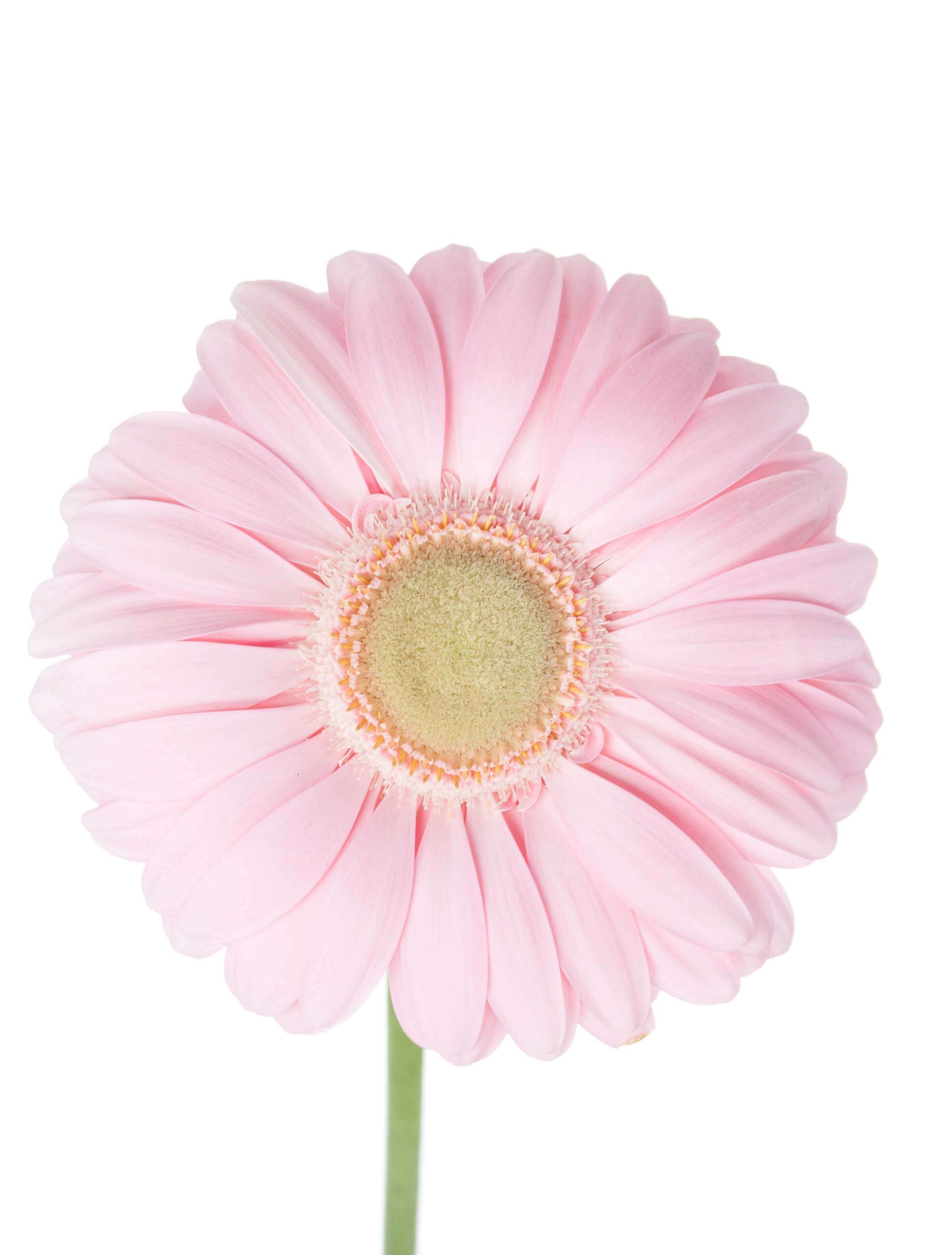blumigo-gerbera-plot-schnittblume-rosa image 1