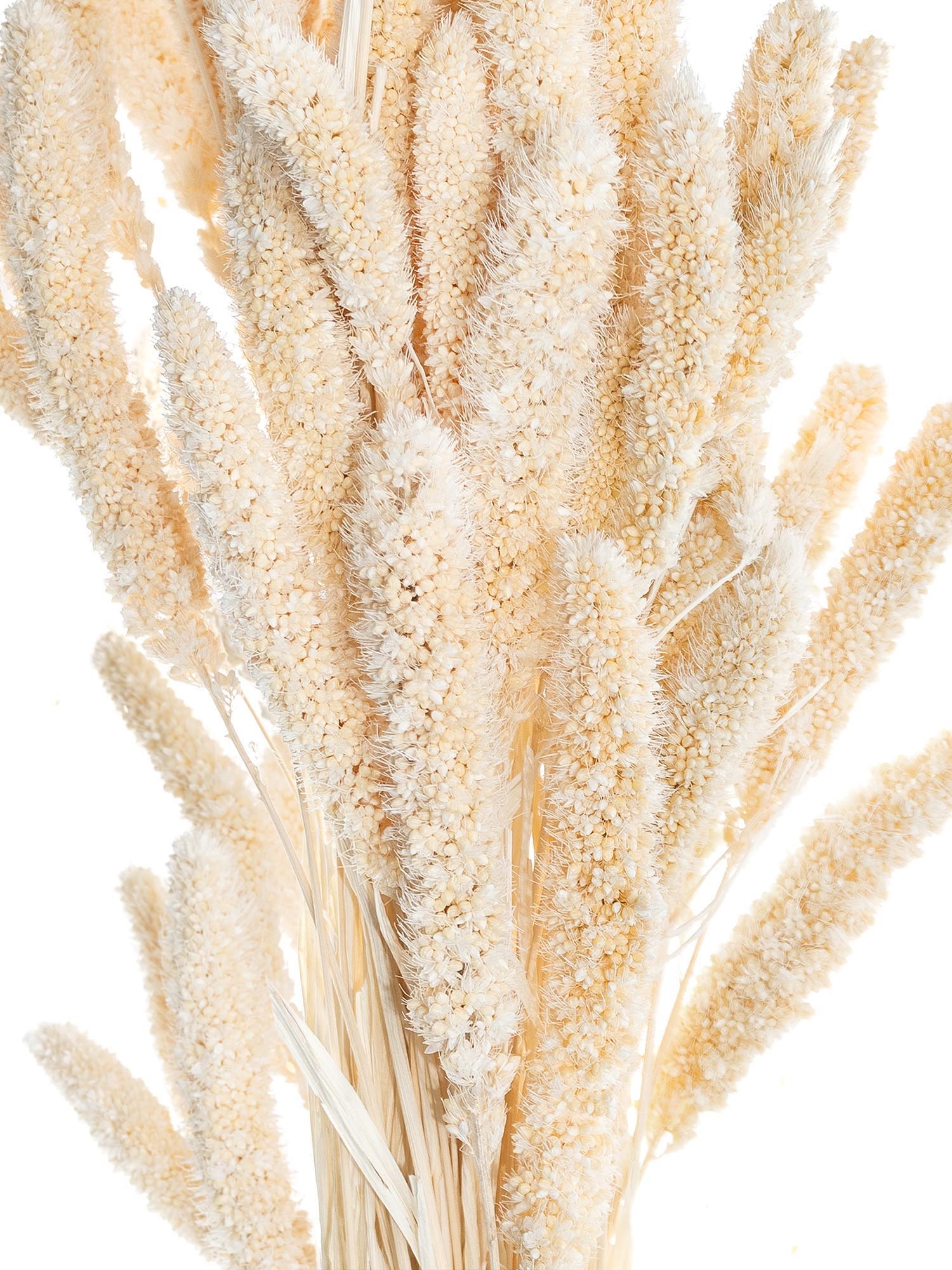blumigo-setaria-borstenhirse-trockenblumen-caramel-creme image 1