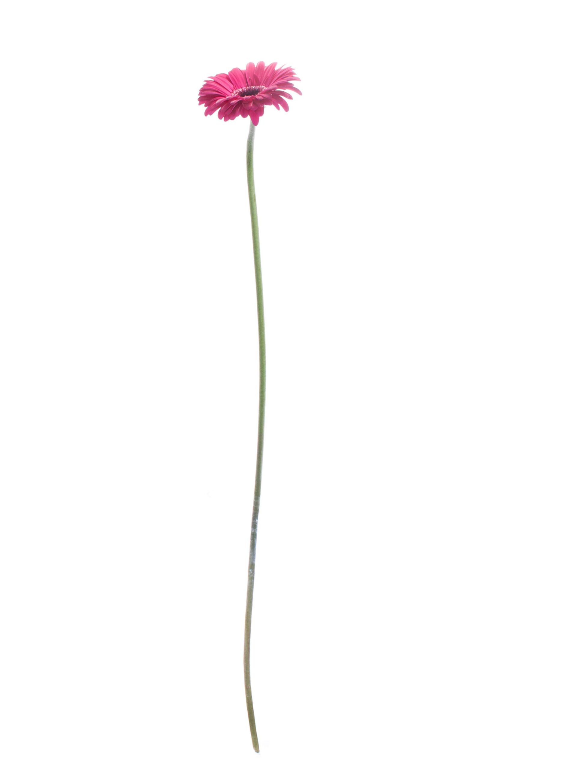 blumigo-gerbera-mini-caprice-schnittblumen-pink image 5